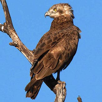 Circaetus cinereus (Brown snake-eagle) 