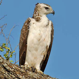 Polemaetus bellicosus (Martial eagle) 