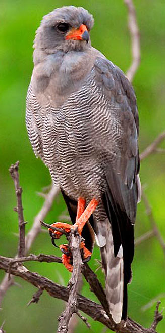 Melierax metabates (Dark chanting goshawk) 