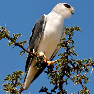 Elanus caeruleus (Black-shouldered kite) 