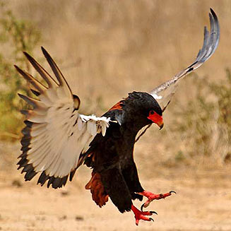 Terathopius ecaudatus (Bateleur) 