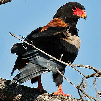 Terathopius ecaudatus (Bateleur) 