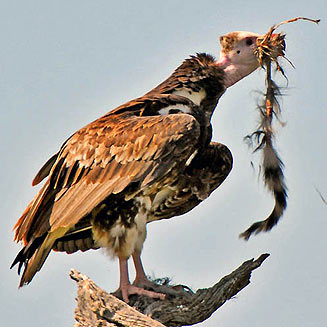 Aegypius occipitalis (White-headed vulture) 