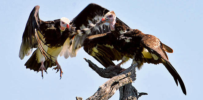 Aegypius occipitalis (White-headed vulture) 