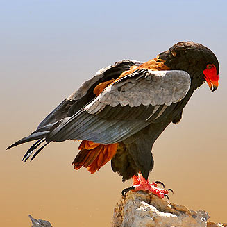 Terathopius ecaudatus (Bateleur) 