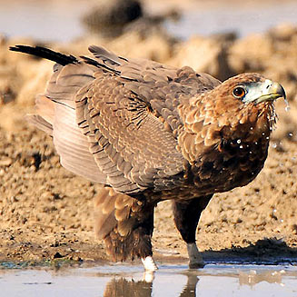 Terathopius ecaudatus (Bateleur) 