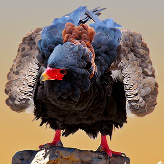 Terathopius ecaudatus (Bateleur)
