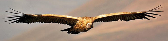 Gyps coprotheres (Cape vulture) 