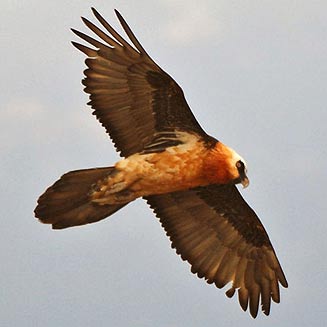 Gypaetus barbatus (Bearded vulture) 
