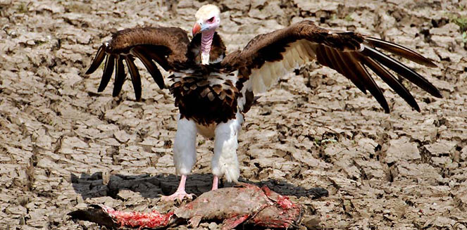 Aegypius occipitalis (White-headed vulture) 