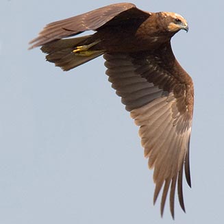 Circus aeruginosus (Western marsh-harrier, European marsh-harrier)