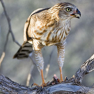 Melierax gabar (Gabar goshawk)&nbsp;