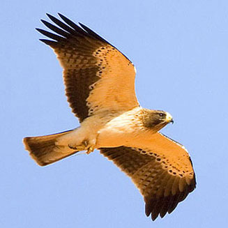 Aquila pennatus (Booted eagle)