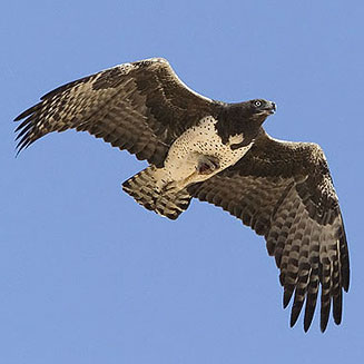 Polemaetus bellicosus (Martial eagle) 