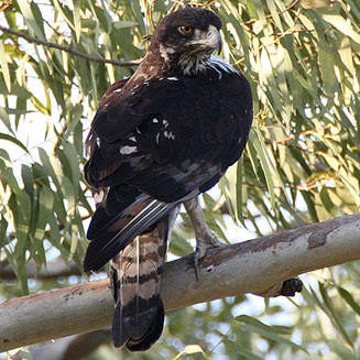 Aquila spilogaster (African hawk-eagle) 