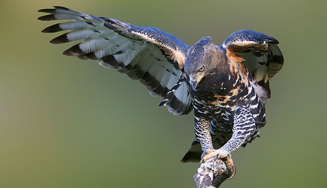 Stephanoaetus coronatus (African crowned eagle, Crowned eagle) 