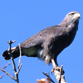 Circaetus cinerascens (Western banded snake-eagle)