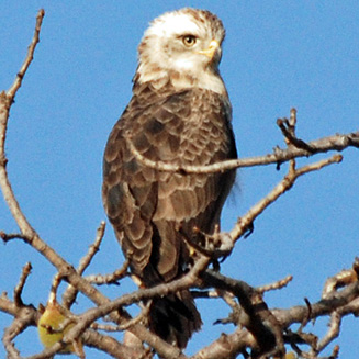 Circaetus cinerascens (Western banded snake-eagle)