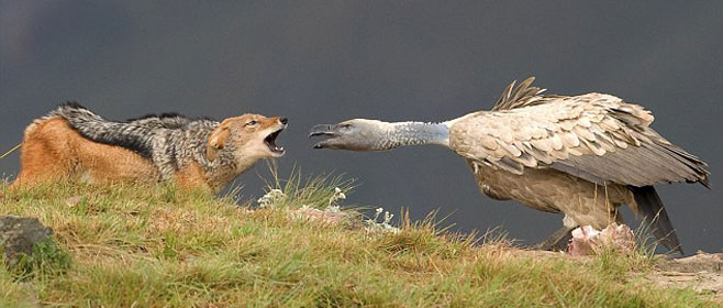 Gyps coprotheres (Cape vulture)