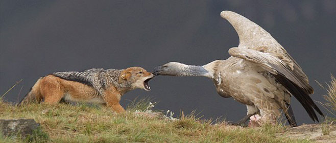 Gyps coprotheres (Cape vulture)