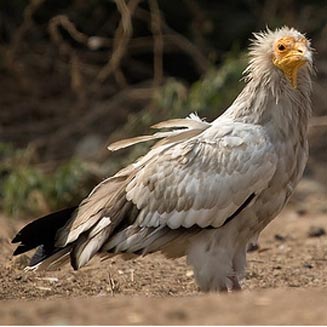 Neophron percnopterus (Egyptian vulture) 