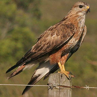 Buteo vulpinus (Steppe buzzard) 