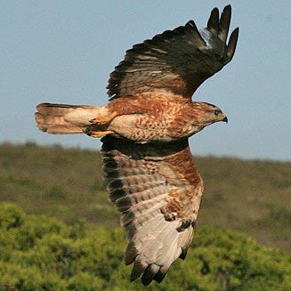 Buteo vulpinus (Steppe buzzard) 