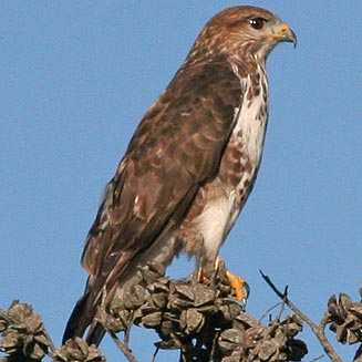 Buteo trizonatus (Forest buzzard)