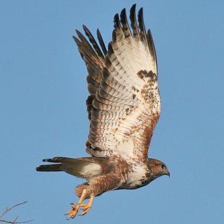 Buteo trizonatus (Forest buzzard)