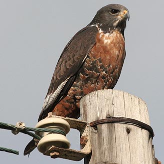 Buteo rufofuscus (Jackal buzzard) 