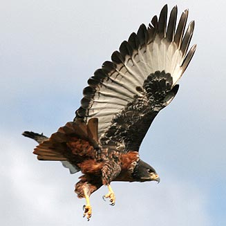 Buteo rufofuscus (Jackal buzzard) 