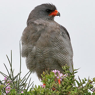 Melierax canorus (Southern pale chanting goshawk, Pale chanting goshawk) 