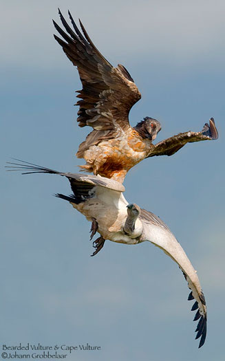 Gypaetus barbatus (Bearded vulture, Lammergeier) 