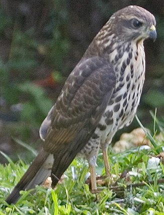 Accipiter tachiro (African goshawk) 
