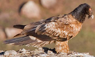 Gypaetus barbatus (Bearded vulture, Lammergeier) 