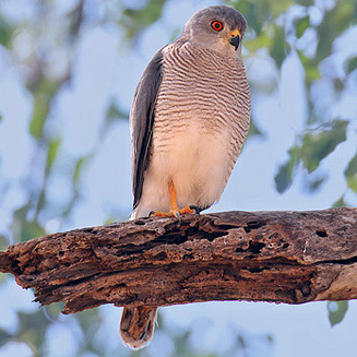 Accipiter badius (Shikra, Little banded goshawk)