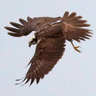 Circus aeruginosus (Western marsh-harrier, European marsh-harrier) 
