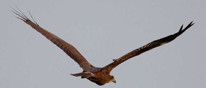 Circus aeruginosus (Western marsh-harrier, European marsh-harrier) 