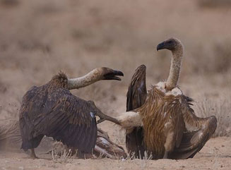 Gyps africanus (White-backed vulture) 