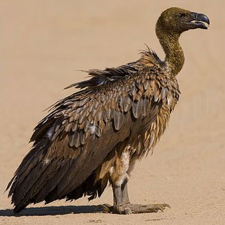 Gyps africanus (White-backed vulture) 