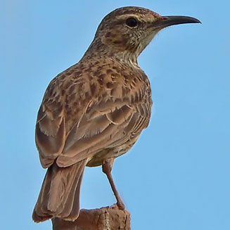 Certhilauda brevirostris (Agulhas Long-billed lark) 