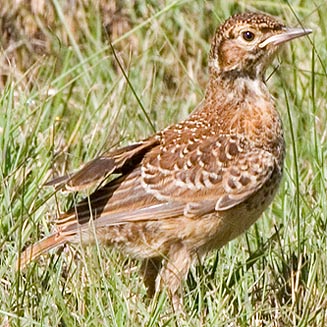 Chersomanes albofasciata (Spike-heeled lark)