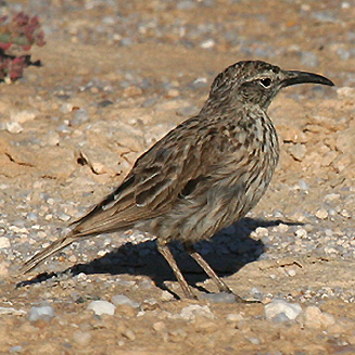 Certhilauda curvirostris (Cape Long-billed lark) 