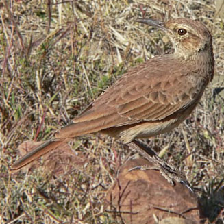 Certhilauda semitorquata (Eastern Long-billed lark) 