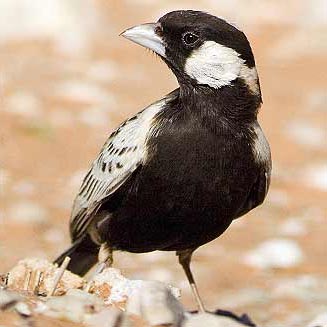 Eremopterix verticalis (Grey-backed sparrowlark, Greybacked finchlark)