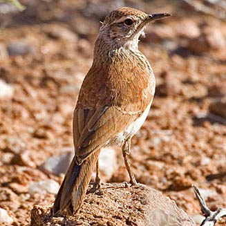 Certhilauda subcoronata (Karoo Long-billed lark)