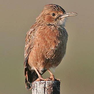 Chersomanes albofasciata (Spike-heeled lark)