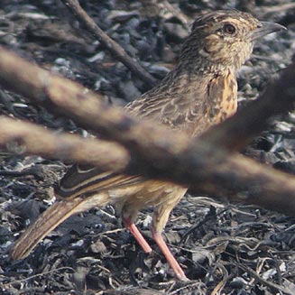 Mirafra rufocinnamomea (Flappet lark)