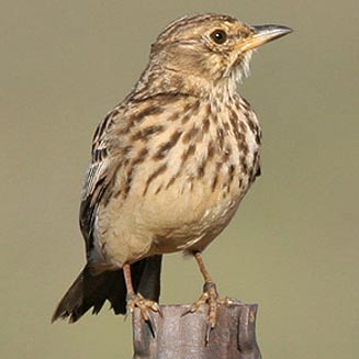 Galerida magnirostris (Large-billed lark, Thickbilled lark)