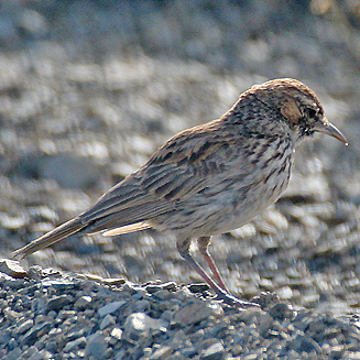 Calendulauda albescens (Karoo lark)